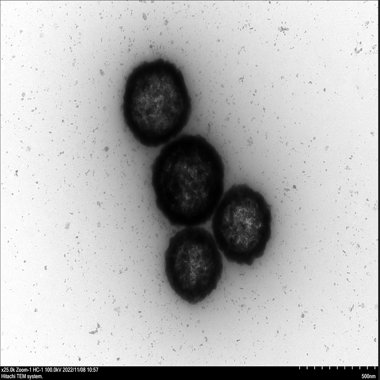 中空介孔硫化銅納米顆粒